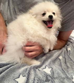 Photo №4. I will sell pomeranian in the city of Mogilyov. private announcement - price - negotiated