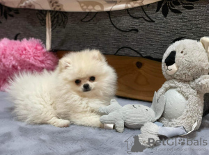 Photo №1. pomeranian - for sale in the city of Belgrade | 2642$ | Announcement № 36944