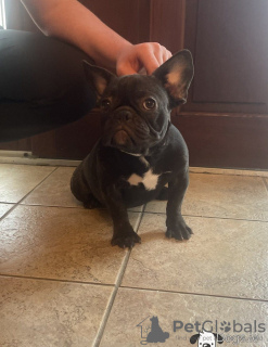 Photo №3. Beautiful French Bulldog Female Puppy. Austria