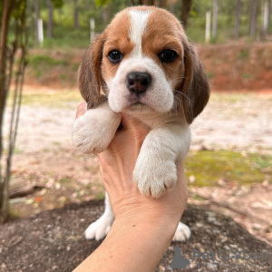 Photo №4. I will sell beagle in the city of Гамбург. private announcement - price - 450$