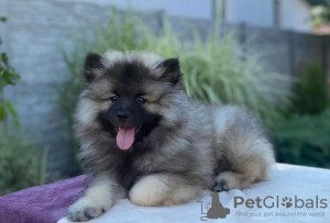 Additional photos: Keeshond / wolfspitz puppies