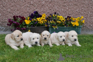 Photo №2 to announcement № 160173 for the sale of golden retriever - buy in Germany private announcement