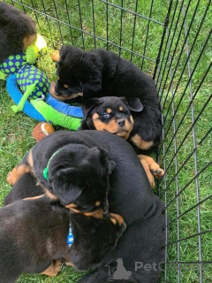 Photo №1. rottweiler - for sale in the city of Ibbarbo | negotiated | Announcement № 158407