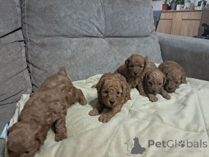 Photo №4. I will sell poodle (toy) in the city of Zrenjanin. breeder - price - negotiated