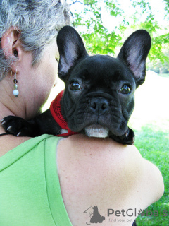 Photo №3. french bulldog. Germany