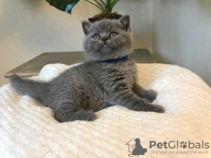 Photo №1. british shorthair - for sale in the city of Karlsruhe | negotiated | Announcement № 96598