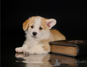 Photo №4. I will sell welsh corgi in the city of Berlin. breeder - price - negotiated