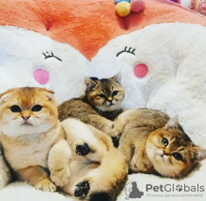 Photo №1. scottish fold - for sale in the city of Indianapolis | 300$ | Announcement № 60943
