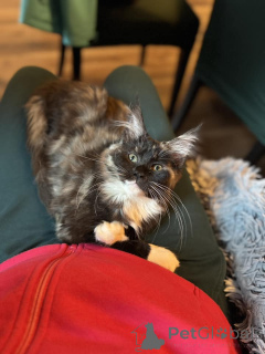 Photo №4. I will sell maine coon in the city of Bacares. private announcement - price - 340$