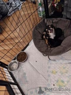 Photo №2 to announcement № 161378 for the sale of chihuahua - buy in United States private announcement