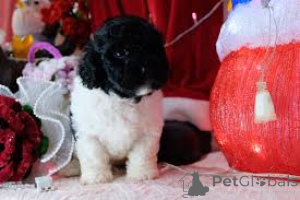 Photo №3. Lindos cachorros Caniche à venda. Portugal