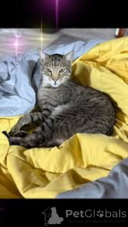 Photo №3. Ocicat-Kätzchen zu verkaufen. France