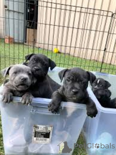 Photo №1. staffordshire bull terrier - for sale in the city of Rotterdam | 877$ | Announcement № 165603
