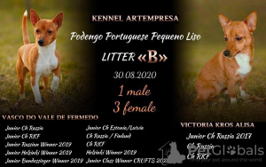 Additional photos: Puppies for sale Portuguese Podengu Small