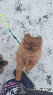 Photo №3. Pomeranian boy. Russian Federation