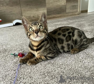 Photo №1. bengal cat - for sale in the city of Sydney Olympic Park | negotiated | Announcement № 71725