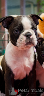 Photo №1. boston terrier - for sale in the city of Lviv | 941$ | Announcement № 144446