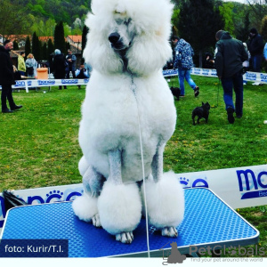 Photo №1. poodle (royal) - for sale in the city of Belgrade | negotiated | Announcement № 115513