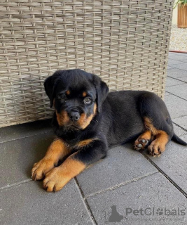 Photo №1. rottweiler - for sale in the city of Budapest | negotiated | Announcement № 42528