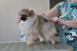 Photo №2 to announcement № 4916 for the sale of pomeranian - buy in Russian Federation from nursery, breeder