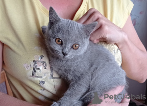 Photo №1. british shorthair - for sale in the city of Ostrava | 416$ | Announcement № 26829