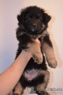 Photo №2 to announcement № 9167 about purchase of german shepherd - buy in Ukraine private announcement