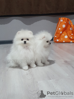 Additional photos: White mini Pomeranian Spitz puppies, boo type, Korean blood.