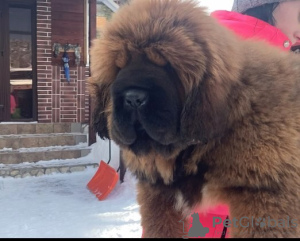 Photo №1. tibetan mastiff - for sale in the city of Samara | negotiated | Announcement № 8931
