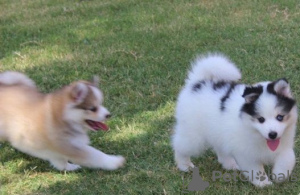 Photo №3. Pomsky puppies for adoption. Australia