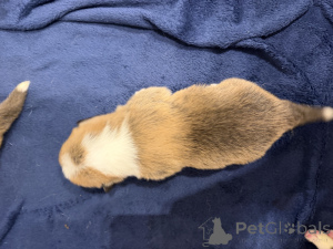 Photo №3. Welsh Corgi pembroke puppies. Poland