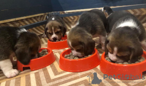 Photo №1. beagle - for sale in the city of Douglas | Is free | Announcement № 25662