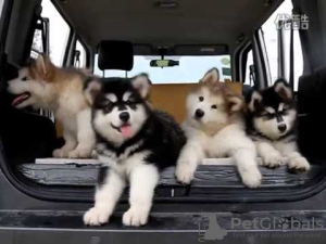Photo №1. alaskan malamute - for sale in the city of Donetsk | 388$ | Announcement № 18759