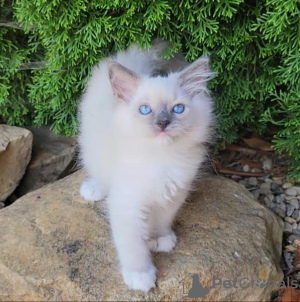 Photo №1. ragdoll - for sale in the city of Франкфурт-на-Майне | 317$ | Announcement № 109688