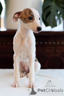 Photo №2 to announcement № 135051 for the sale of whippet - buy in Poland breeder
