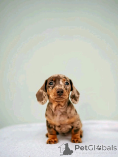 Photo №2 to announcement № 164545 for the sale of dachshund - buy in Finland private announcement, from the shelter