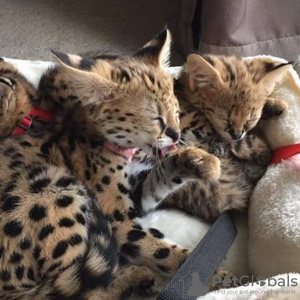 Photo №3. Bottle feed serval cat for sale and savannah f1 kitten for adoption. United States