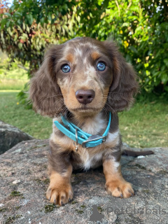 Photo №1. dachshund - for sale in the city of Berlin | negotiated | Announcement № 158003