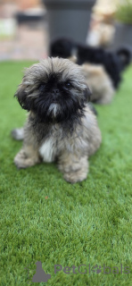 Photo №1. shih tzu - for sale in the city of Brussels | 723$ | Announcement № 167732