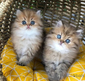 Photo №2 to announcement № 166059 for the sale of persian cat - buy in Germany private announcement, breeder