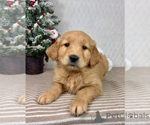 Photo №4. I will sell golden retriever in the city of Alice Springs. breeder - price - negotiated