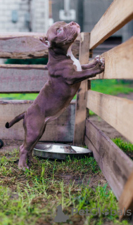 Photo №1. american bully - for sale in the city of Borisov | 1057$ | Announcement № 115141