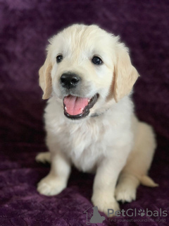 Photo №2 to announcement № 68042 for the sale of golden retriever - buy in Netherlands private announcement, from nursery