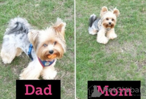 Photo №1. yorkshire terrier - for sale in the city of Illinois City | Is free | Announcement № 59082