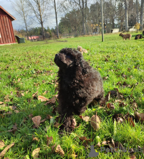 Additional photos: Puppy Toy Poodle Cavalier