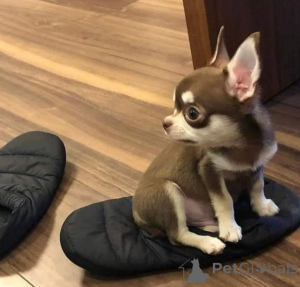 Photo №4. Cute Chihuahuas Available for Adoption in United States. Announcement № 141883