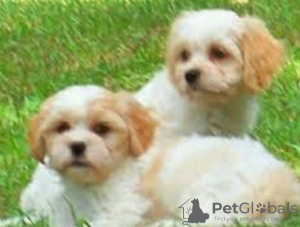 Photo №1. cavalier king charles spaniel - for sale in the city of Munich | 370$ | Announcement № 107515