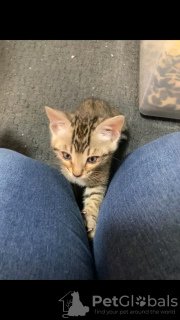 Photo №3. Lovely bengal cat. Saudi Arabia