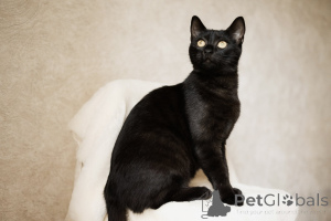 Photo №2 to announcement № 138799 for the sale of  - buy in Belarus 