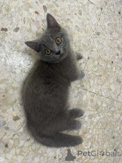 Photo №1. russian blue - for sale in the city of Grunwald | negotiated | Announcement № 169472