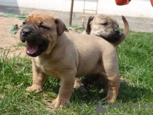 Photo №1. boerboel - for sale in the city of Bad Wildungen | 361$ | Announcement № 171423
